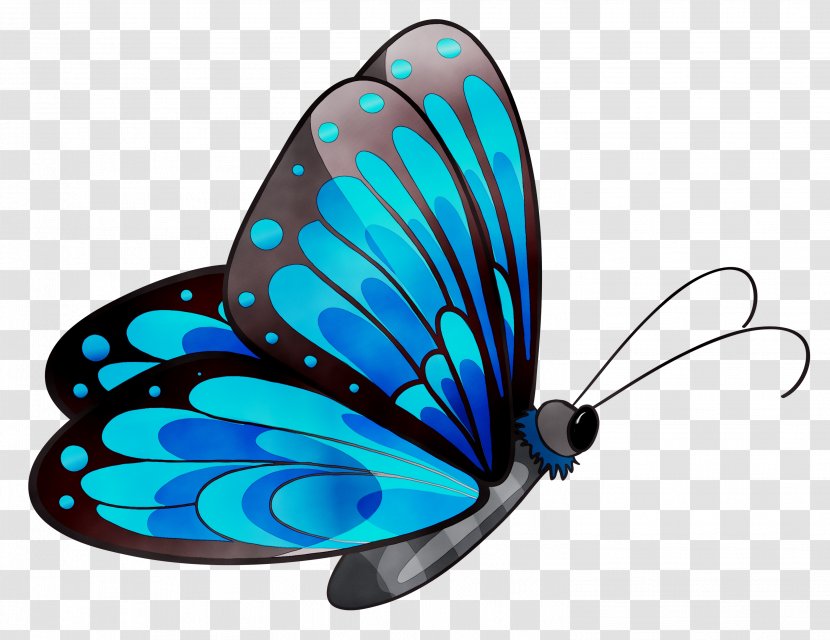 Butterfly Clip Art Image Transparency - Lycaenid - Pollinator Transparent PNG