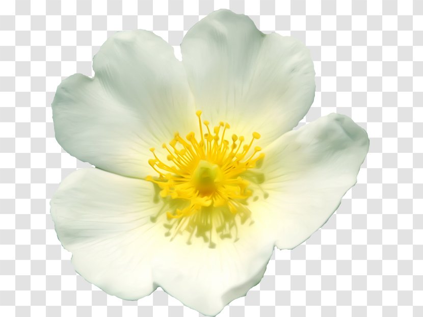 Film Clip Art Flower Petal - Yellow - Bush White Transparent PNG