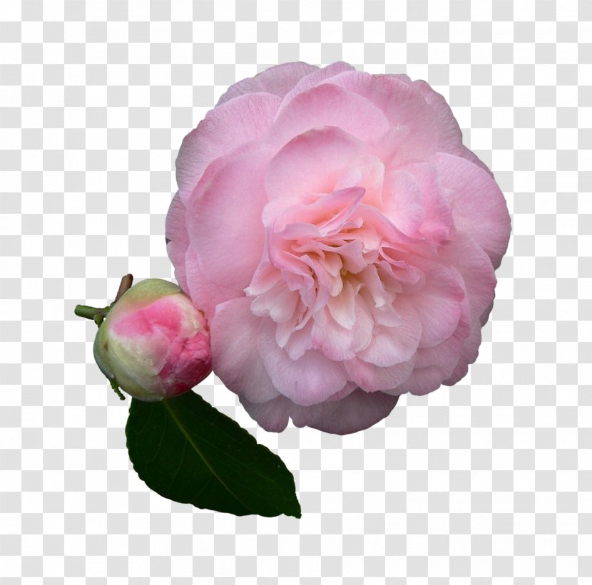 Garden Roses Sasanqua Camellia Japanese Flower Floribunda - Rose Family Transparent PNG