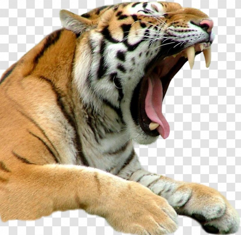 Bengal Tiger White Only In Bridgeport Cat Biting - Snout Transparent PNG