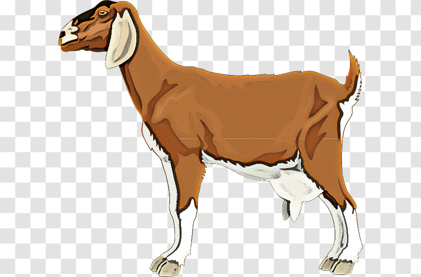 Cow-goat Family Goats Animal Figure Livestock Goat Transparent PNG