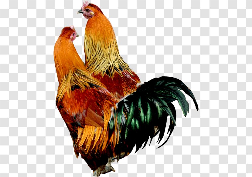 Rooster Plymouth Rock Chicken Broiler Lohmann Brown - France 2018 Transparent PNG