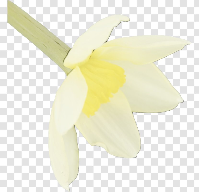 Orchid Flower - Moth Wheel Transparent PNG