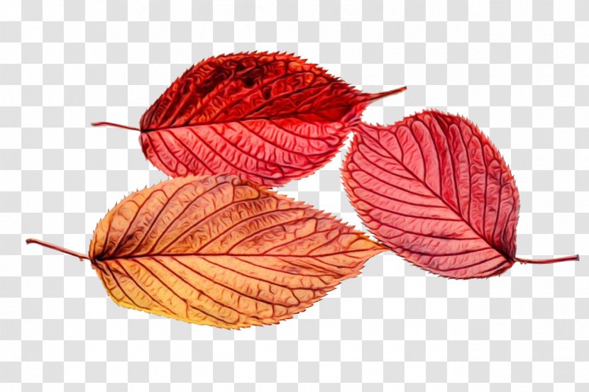 Watercolor Flower Background - Autumn Leaf Color - Textile Transparent PNG