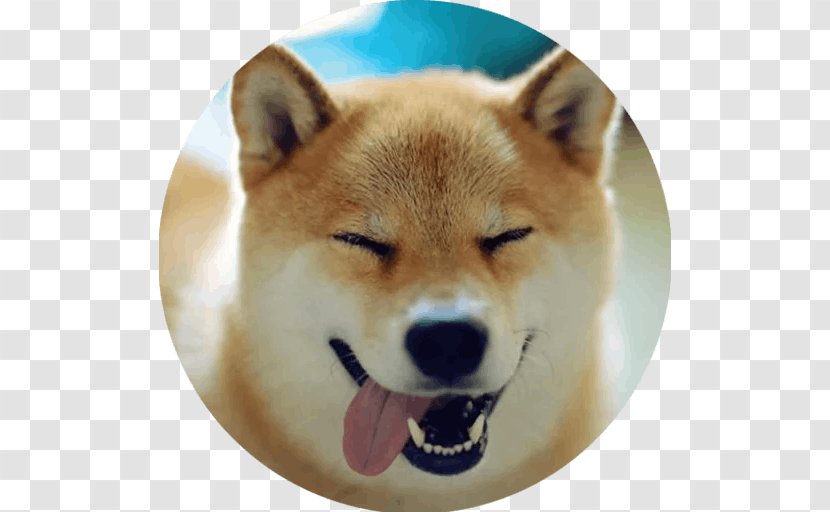 Shiba Inu Canadian Eskimo Dog Puppy Alaskan Malamute Doge Transparent PNG