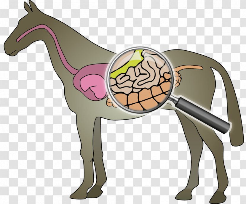 Horse Intestine Digestion Mud Fever Fodder - Function Transparent PNG