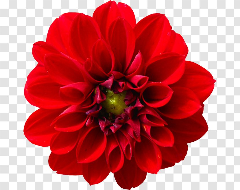 Dahlia Flower Plants Royalty-free Vase - Royaltyfree - Flowers And Transparent PNG