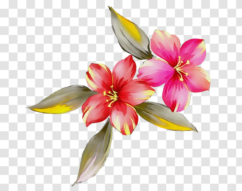 Flower Petal Plant Watercolor Paint Pink Transparent PNG