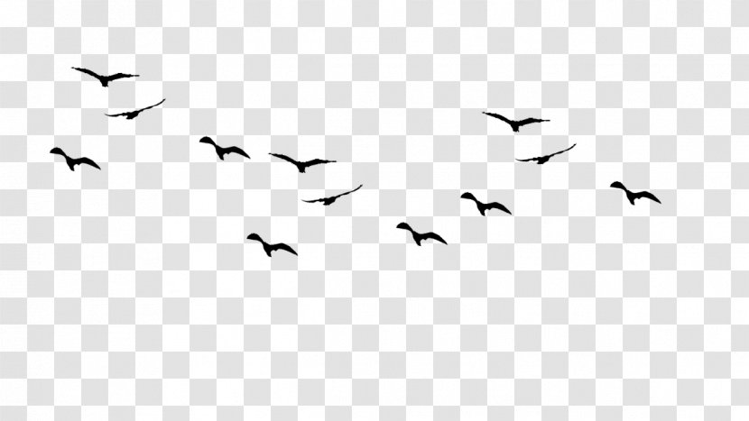 Bird Flight Gulls Drawing Birds Silhouette - Crane Like Transparent PNG