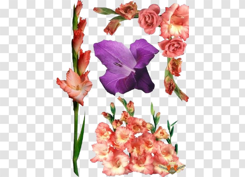 Gladiolus Clip Art - Spring - Photos Transparent PNG