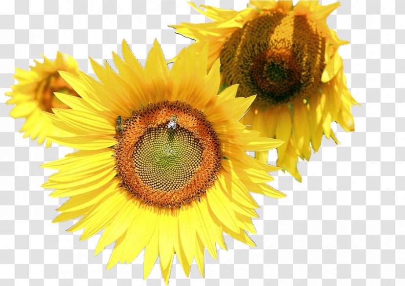 Common Sunflower Photography - Daisy Family Transparent PNG