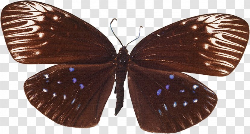 Butterfly - Vecteur - Designer Transparent PNG