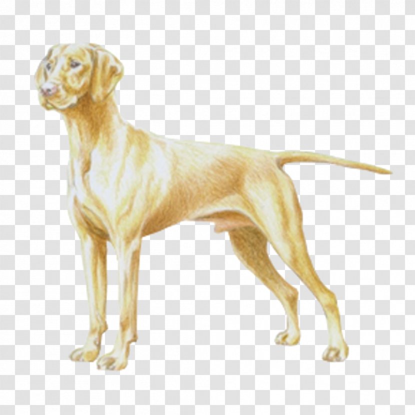Vizsla Weimaraner German Shorthaired Pointer Dog Breed - Companion - Carnivoran Transparent PNG