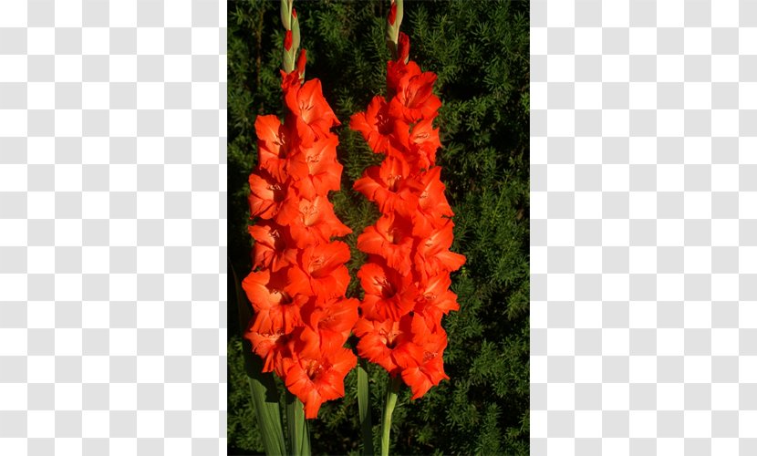 Gladiolus Tuberose Iridaceae Flower Plant - Seed Transparent PNG