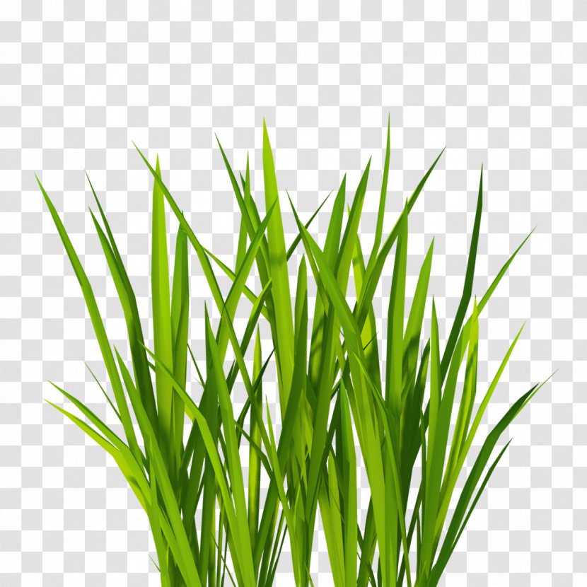 Texture Mapping Lawn Clip Art - Commodity - Real Grass Transparent PNG