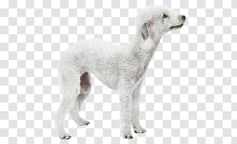 Dog Breed Saluki Spanish Greyhound Sloughi Borzoi - Terrier Transparent PNG