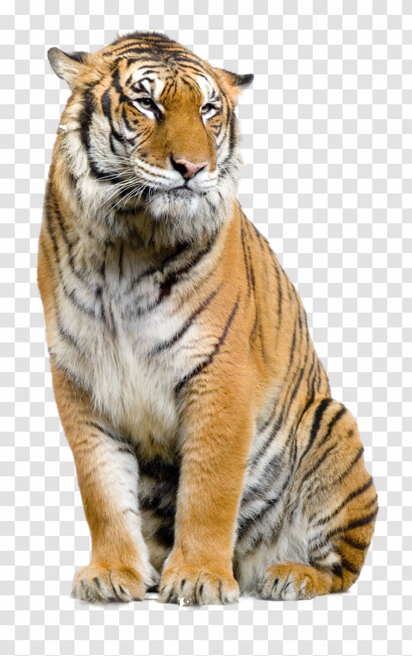 Felidae Lion Sumatran Tiger Clip Art - Wildlife - Animal Brush Transparent PNG
