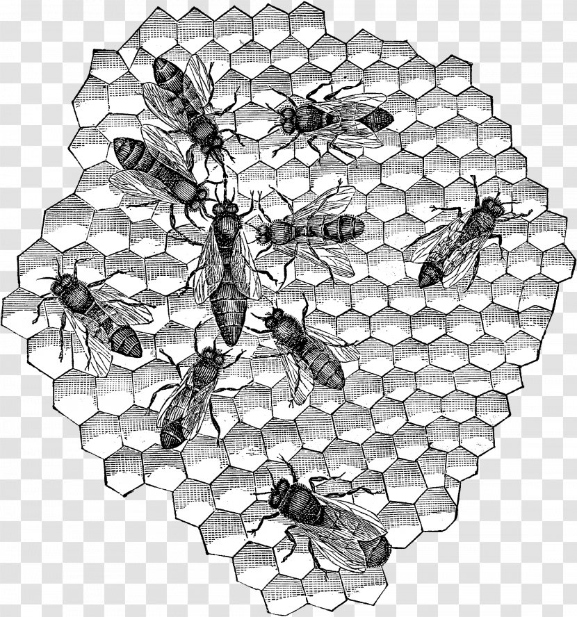 Honey Bee Black & White - Symmetry - M SymmetryBee Transparent PNG