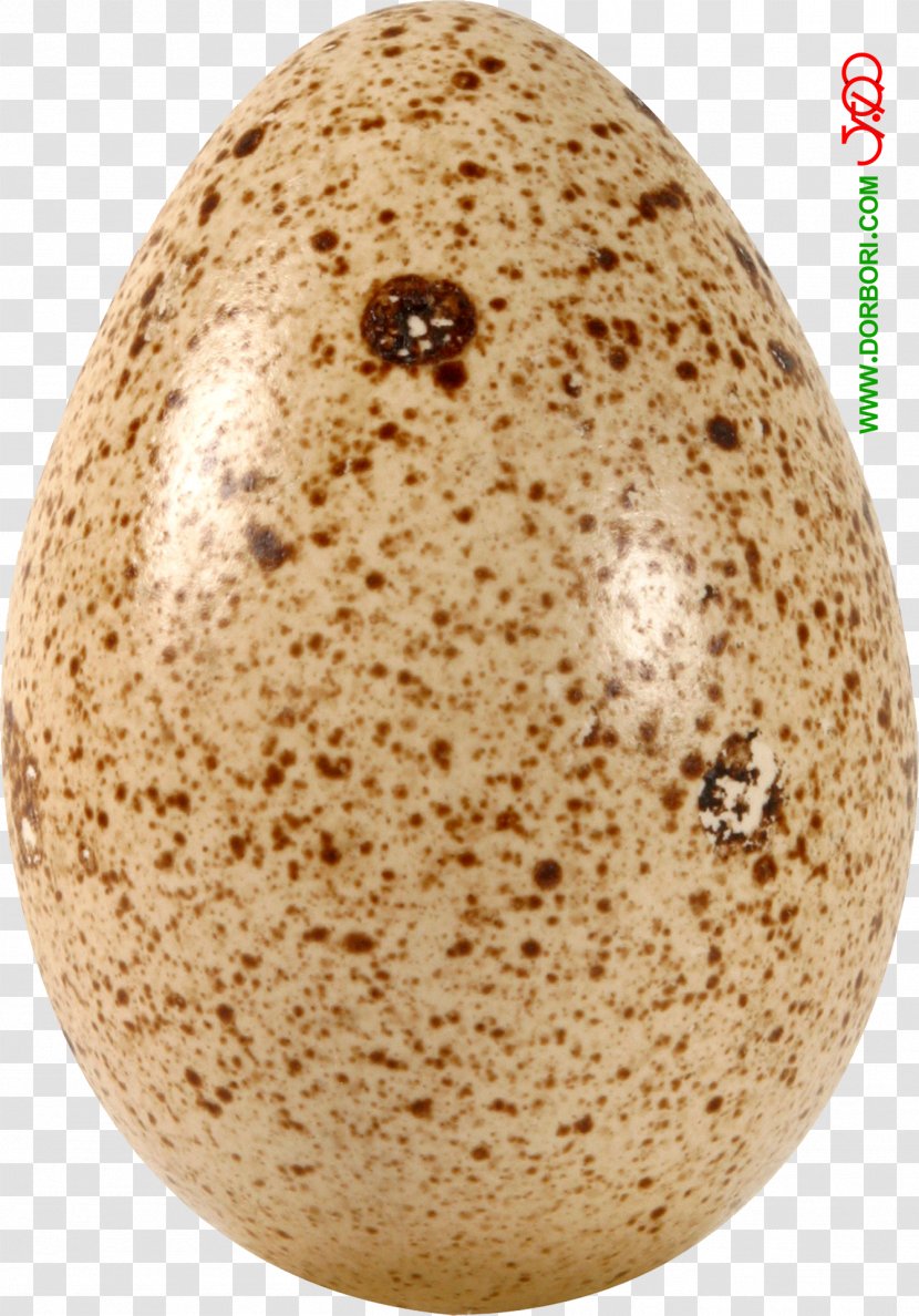 Quail Eggs GIF Chicken Food - Egg - FOOD Transparent PNG