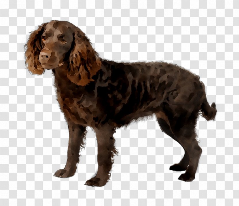 American Water Spaniel Irish English Cocker Boykin Transparent PNG