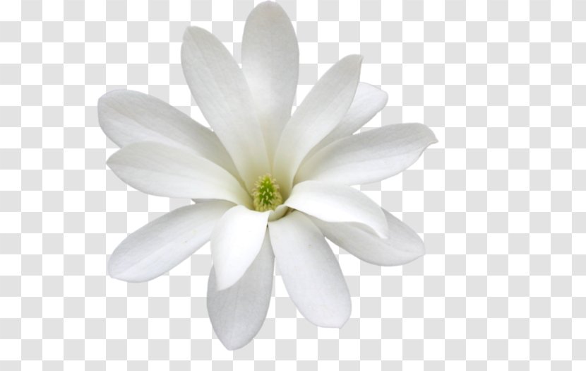 White Jasmine Arabian Cape - Color - Thumbelina Transparent PNG