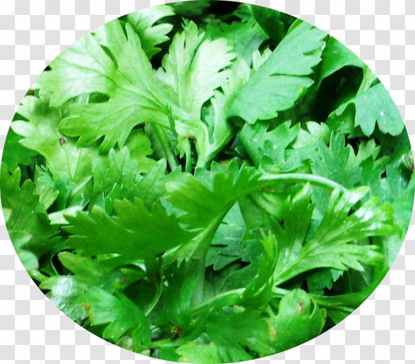Indian Cuisine Coriander Leaf Vegetable Herb - Garnish Transparent PNG