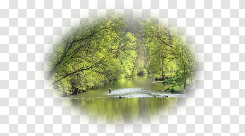 Forest Landscape Vegetation Water Resources Desktop Wallpaper - Sunlight Transparent PNG