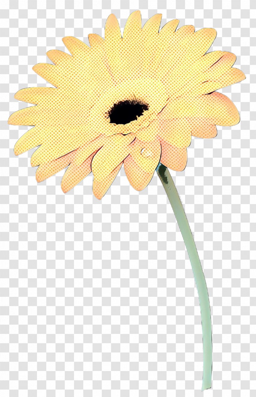 Transvaal Daisy Oxeye Cut Flowers Petal Plant Stem - Gerbera - Family Transparent PNG