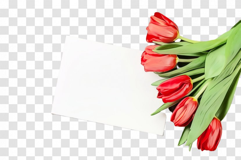 Tulip Flower Red Plant Flowering - Lily Family - Anthurium Petal Transparent PNG