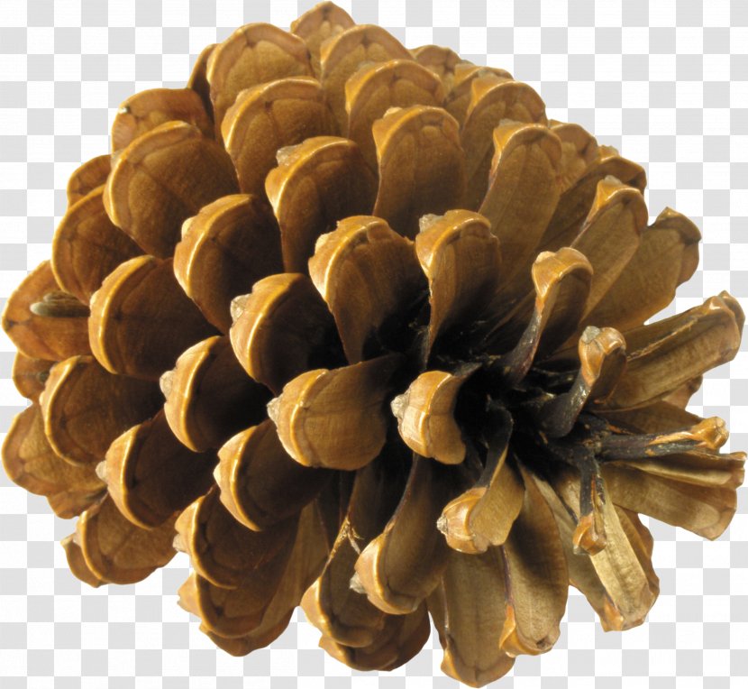 Conifer Cone Material Design - Digital Image - Pine Transparent PNG