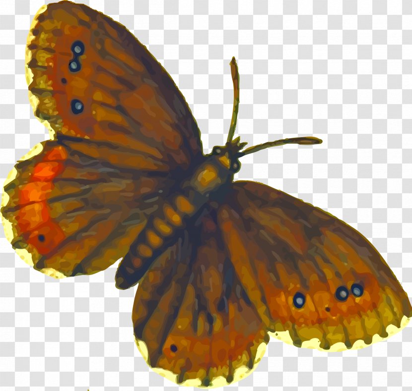 Butterfly Insect Clip Art - Arthropod - Butterflies Transparent PNG