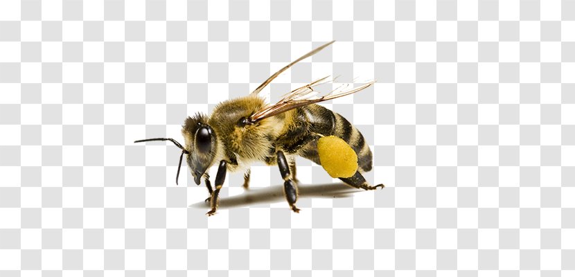 Carniolan Honey Bee Insect Beehive Pollinator - Organism Transparent PNG