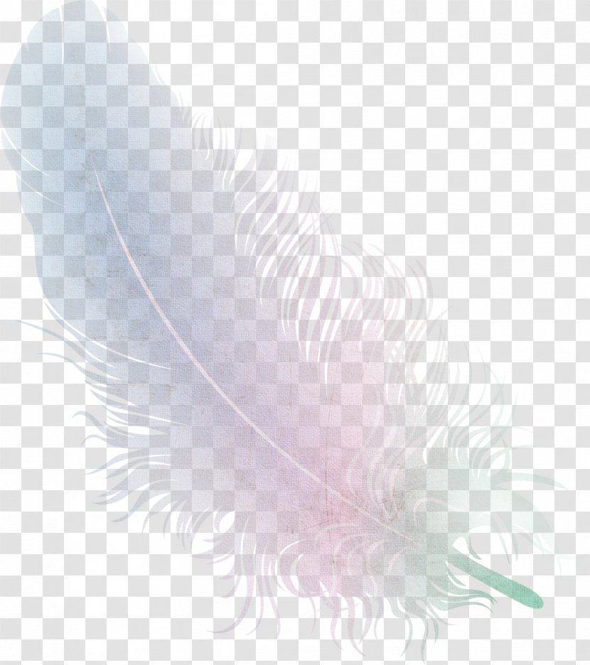 Bird Feather Wing Quill Close-up Transparent PNG
