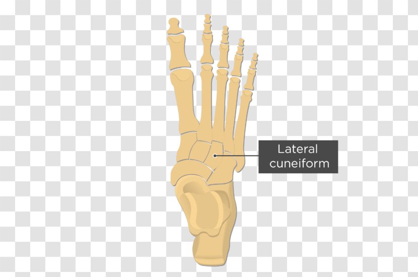 Metatarsal Bones Anatomy Fifth Bone Foot - Ankle - Cuneiform Transparent PNG