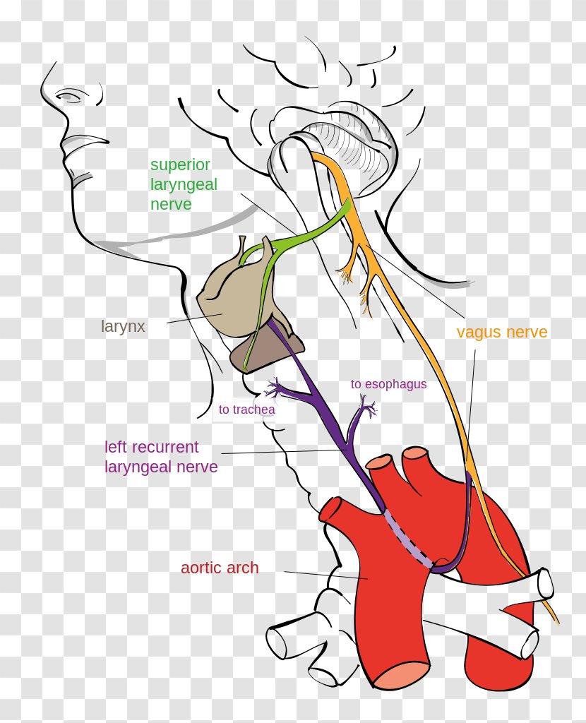 Recurrent Laryngeal Nerve Vagus Stimulation Superior - Frame - Brain Transparent PNG