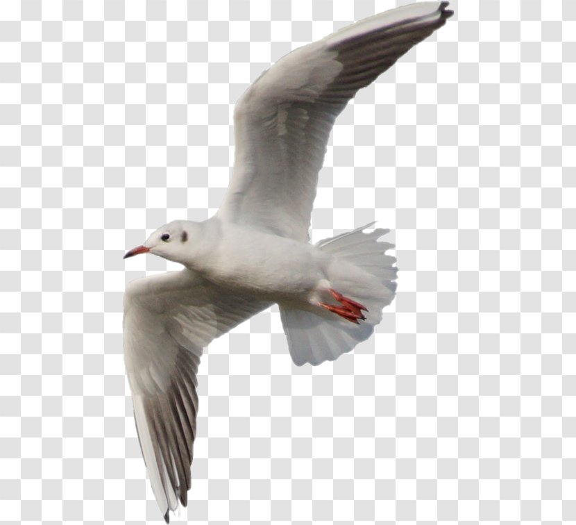 European Herring Gull Gulls Great Black-backed Bird - Common Transparent PNG