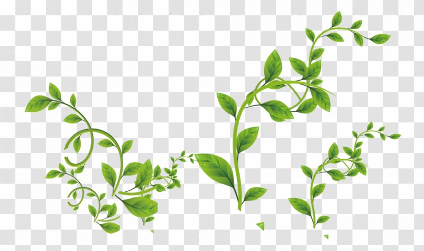 Vine - Plant Stem - Green Leaves Transparent PNG