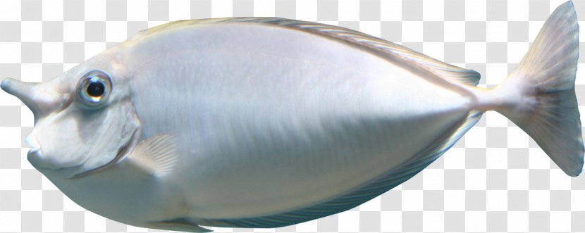 Sea Fish Marine Biology Clip Art - Saltwater - Blue-gray Transparent PNG