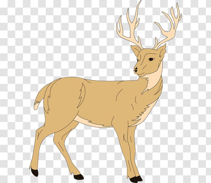 White-tailed Deer Red Clip Art - Reindeer Transparent PNG