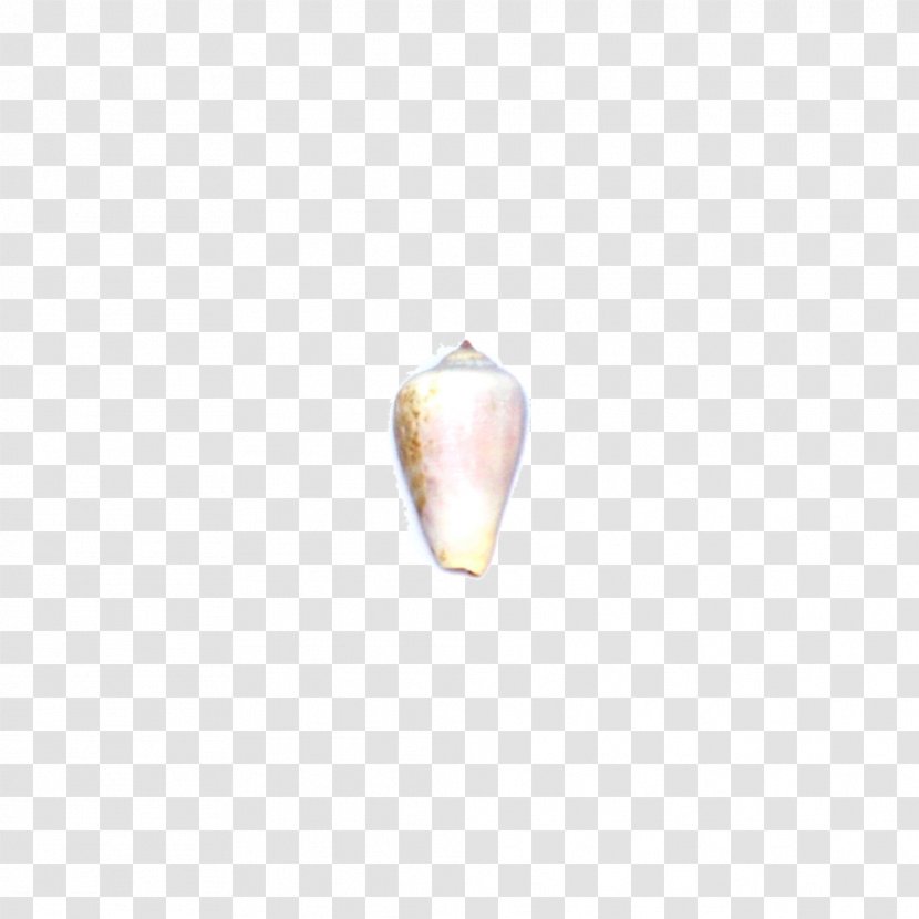 Seafood Conch Sea Snail - Decoration Transparent PNG