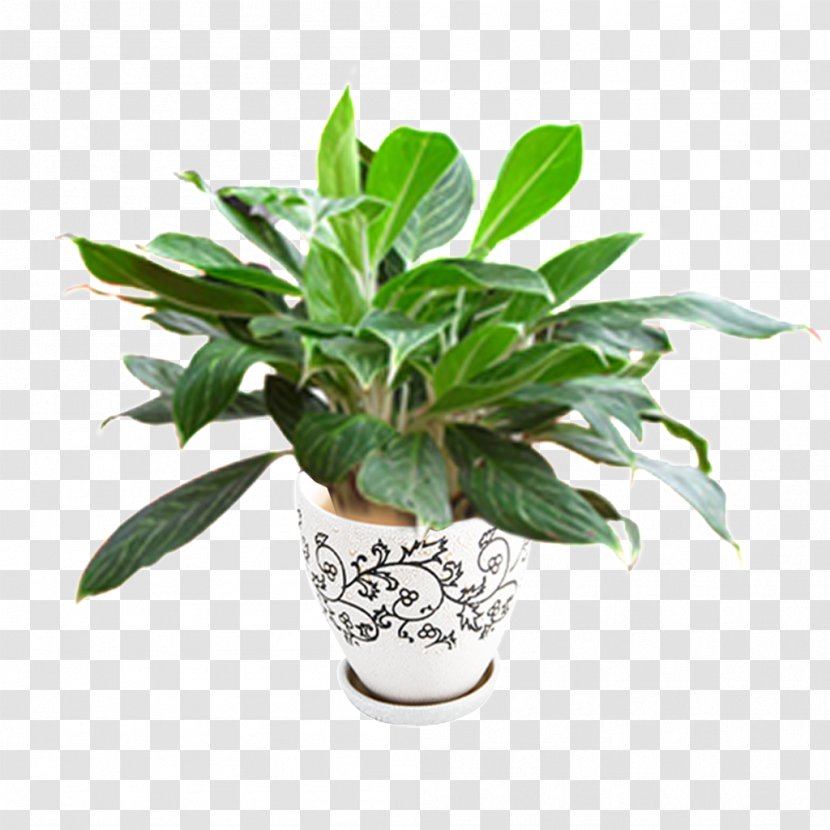 Flowerpot Streamline Plant Pot Skull Garden Design POT CERAMIC - Flower Transparent PNG