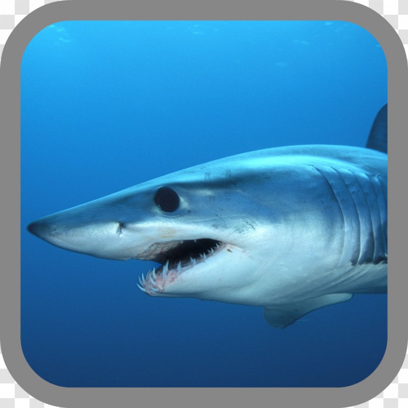 Hungry Shark Evolution Isurus Oxyrinchus Fishing Hammerhead - Organism Transparent PNG