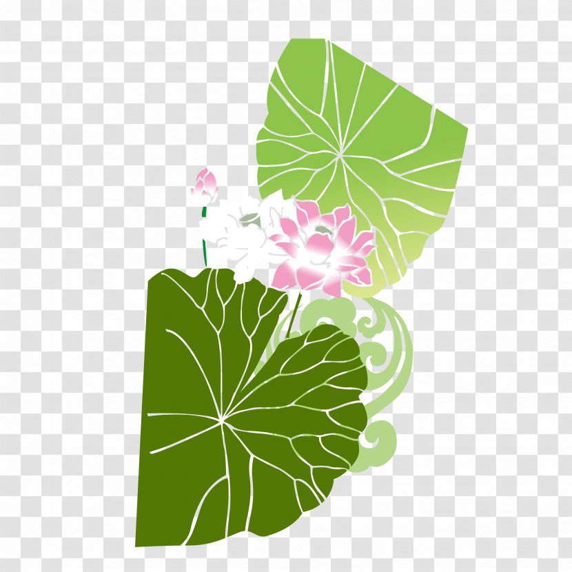 Nelumbo Nucifera - Plant - Vector Lotus Transparent PNG