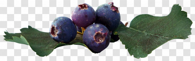 Juice Fruit Blueberry Leaf - European - Beautiful Blueberries Transparent PNG
