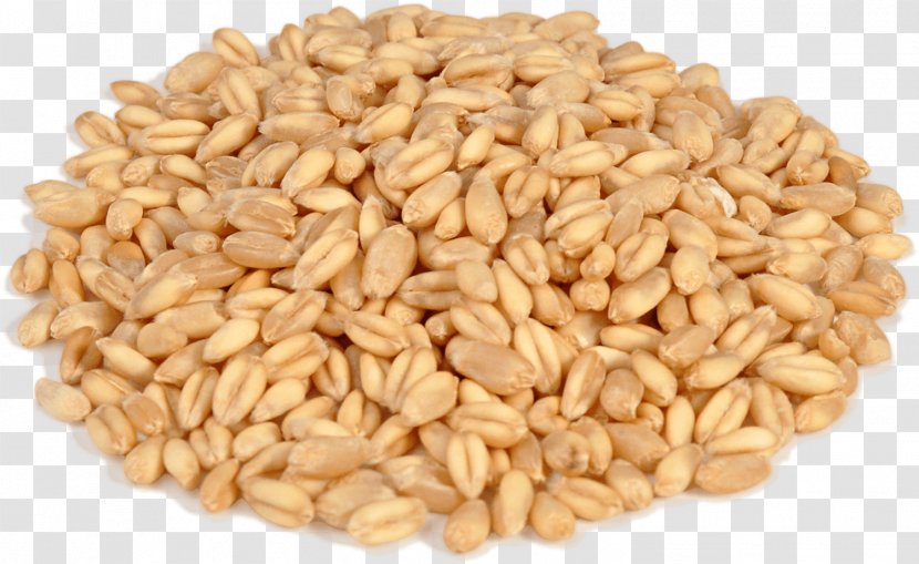 Caryopsis Emmer Durum Khorasan Wheat Cereal - Grain Transparent PNG