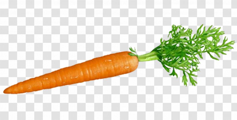 Carrot And Stick Root Vegetables Ingredient - Silhouette - Beet Transparent PNG