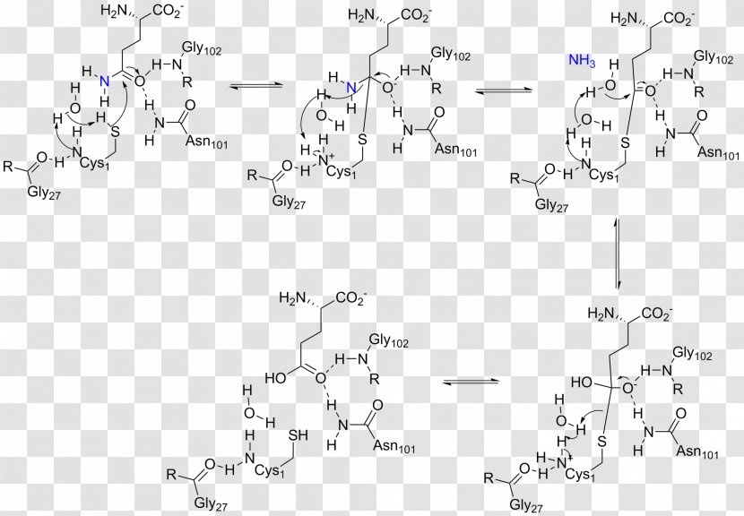 Amidophosphoribosyltransferase Glutamine Amidotransferase Glutaminase Phosphoribosyl Pyrophosphate Enzyme - Point - Halftime Transparent PNG