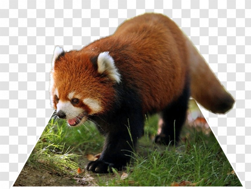 Giant Panda Red Singalila National Park Raccoon Animal - POP OUT Transparent PNG
