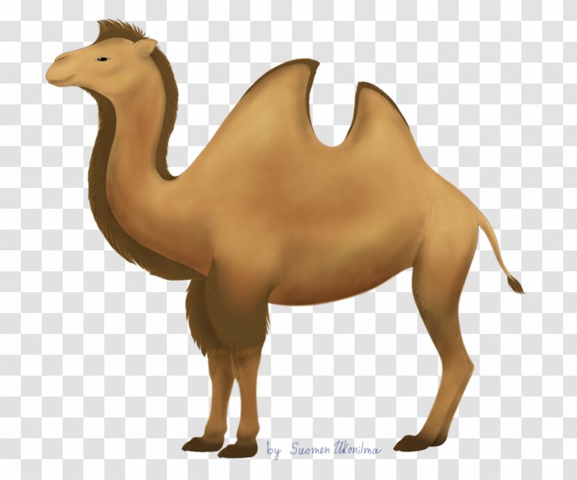 Dromedary Bactrian Camel Llama Drawing Clip Art - Banner Transparent PNG