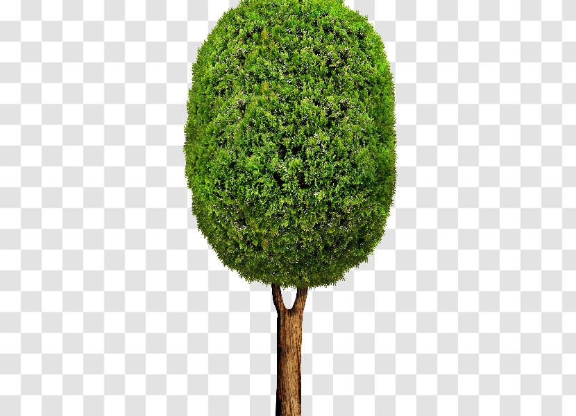 Tree Shrub - Plant Transparent PNG